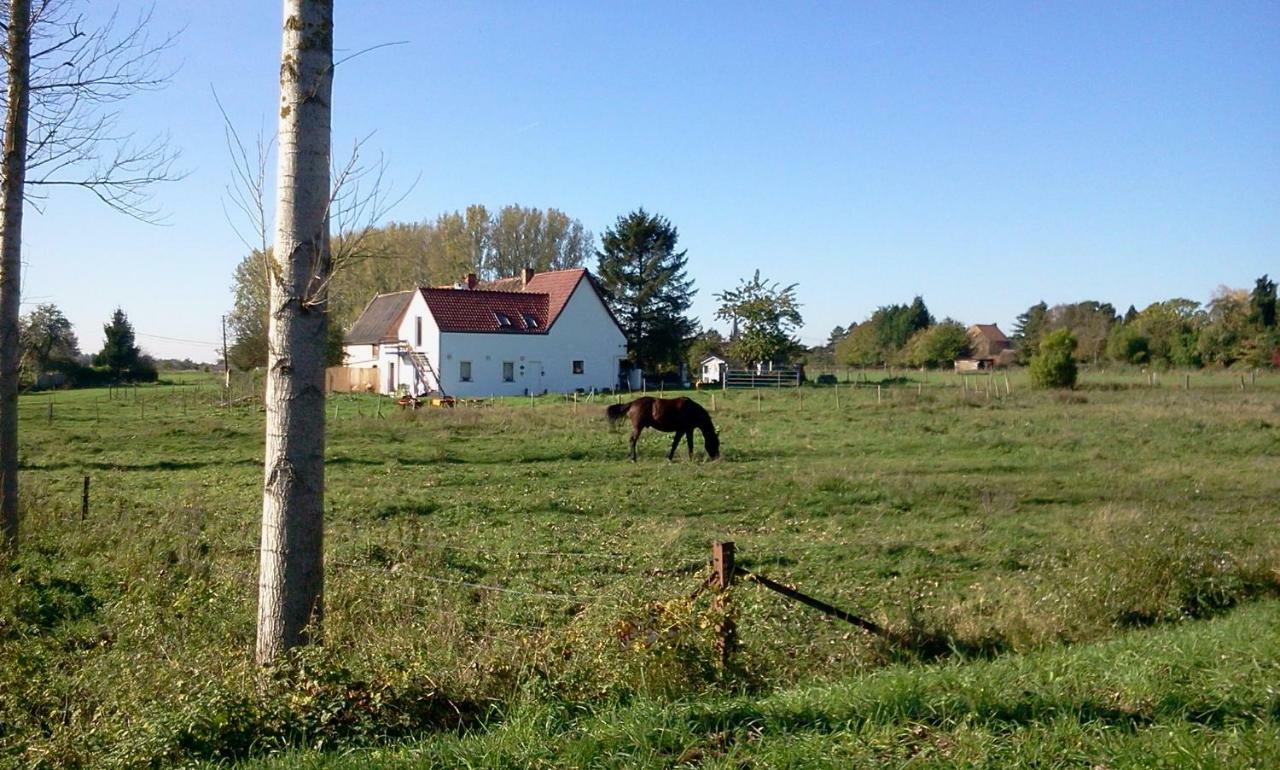 Ferme Lenfant Konuk evi Ville-Pommeroeul Dış mekan fotoğraf
